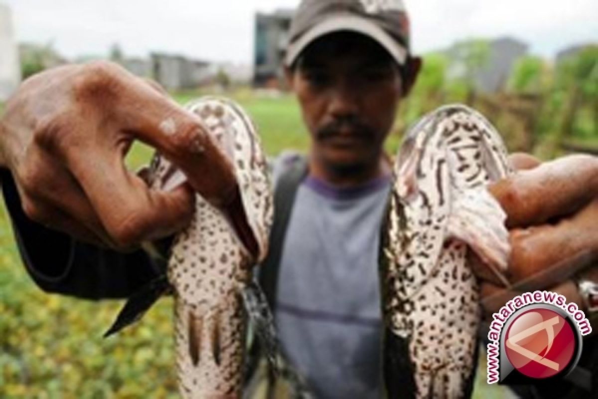 Distankan Banjarmasin Hentikan Program Budidaya Ikan Haruan 