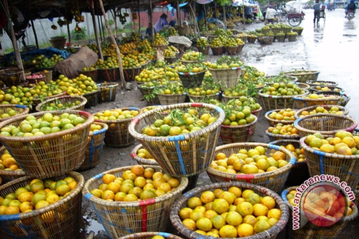 Banjarmasin Panen Raya Jeruk Siam Banjar 