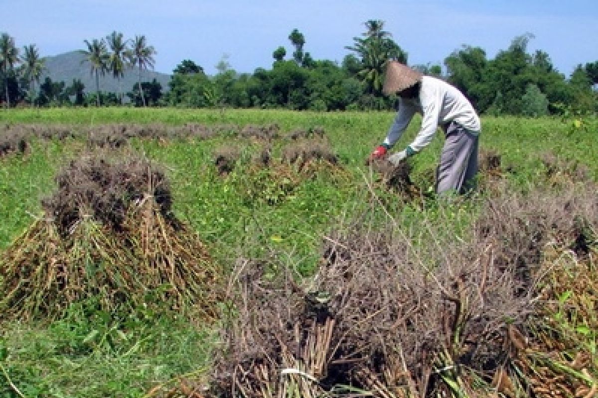 Petani Lampung Timur Budi Daya Tanaman Kedelai