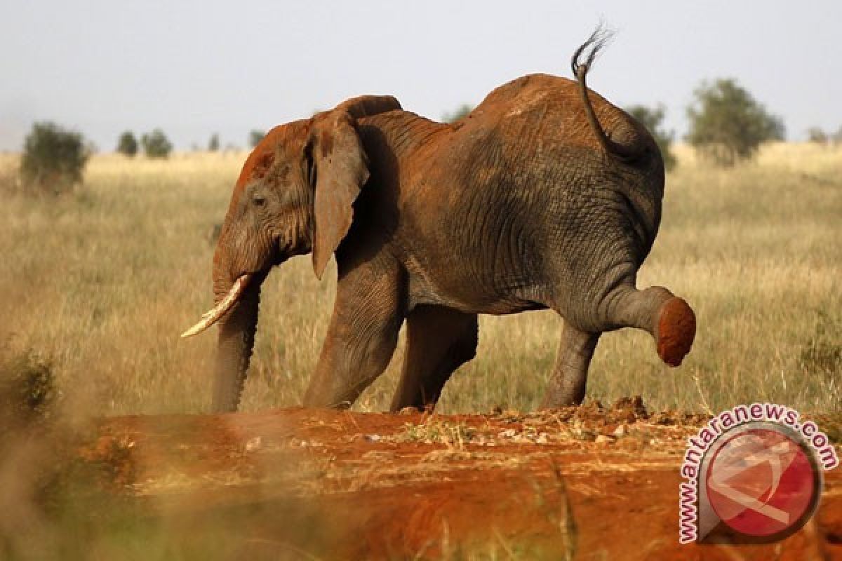 33.000 Gajah Afrika Dibunuh Setiap Tahunnya