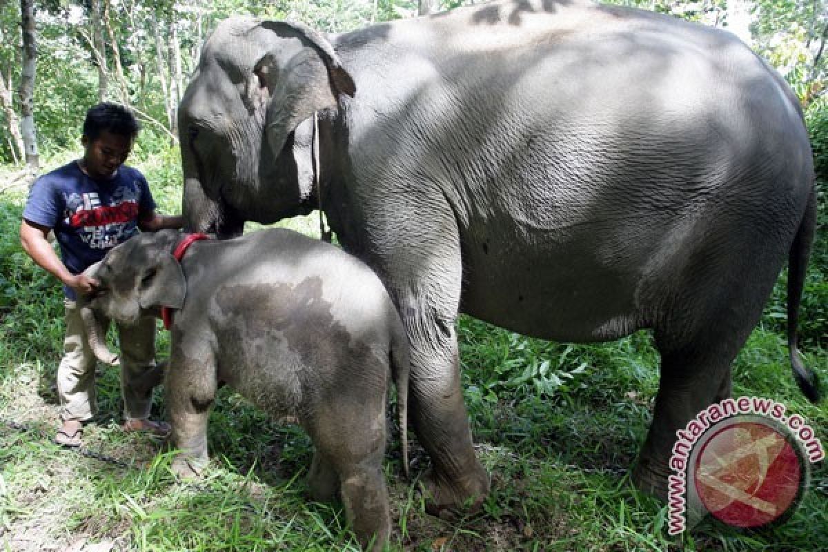 Aceh custom council launches Sharia-based management forest book