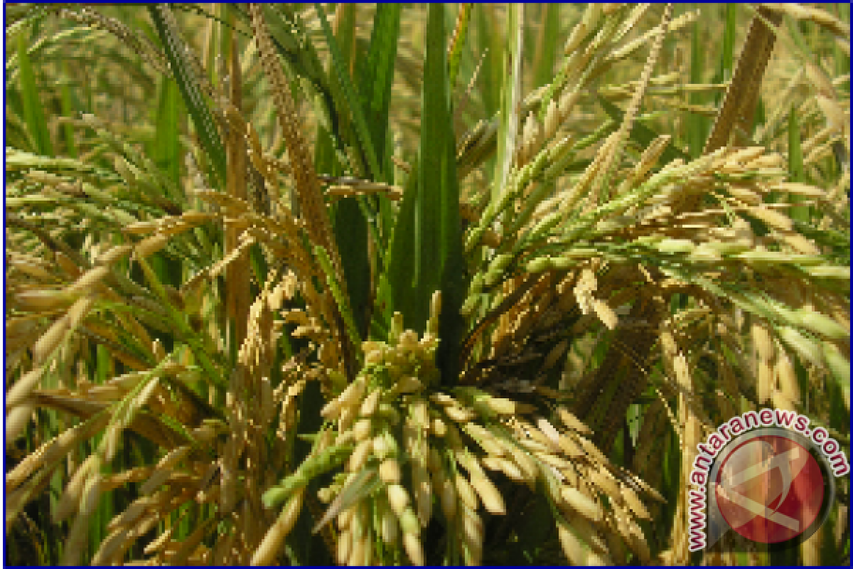 400 hektare sawah di Abdya terancam kekeringan