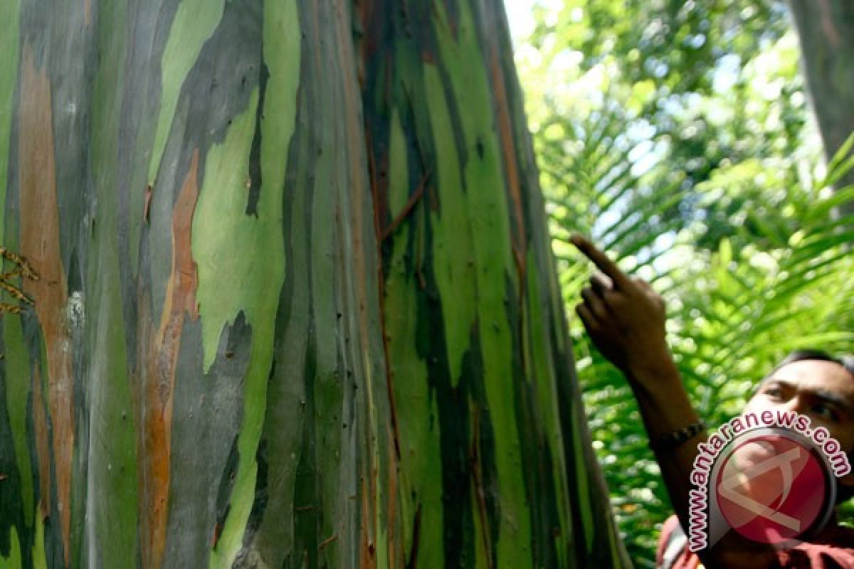 Lahan tandus ditanami pohon alumni SKMA Sultra peringati Hari Rimbawan