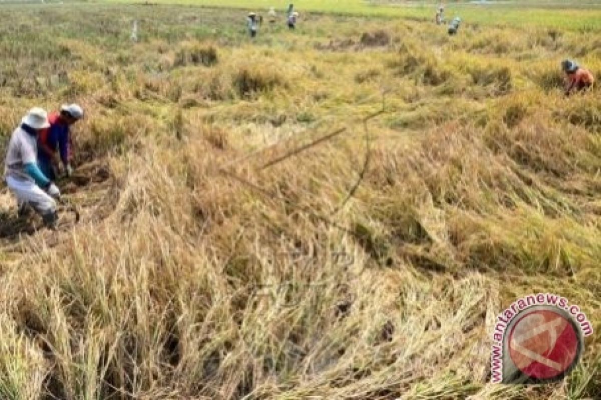 Hama Serang Tanaman Padi Petani Lampung Selatan 