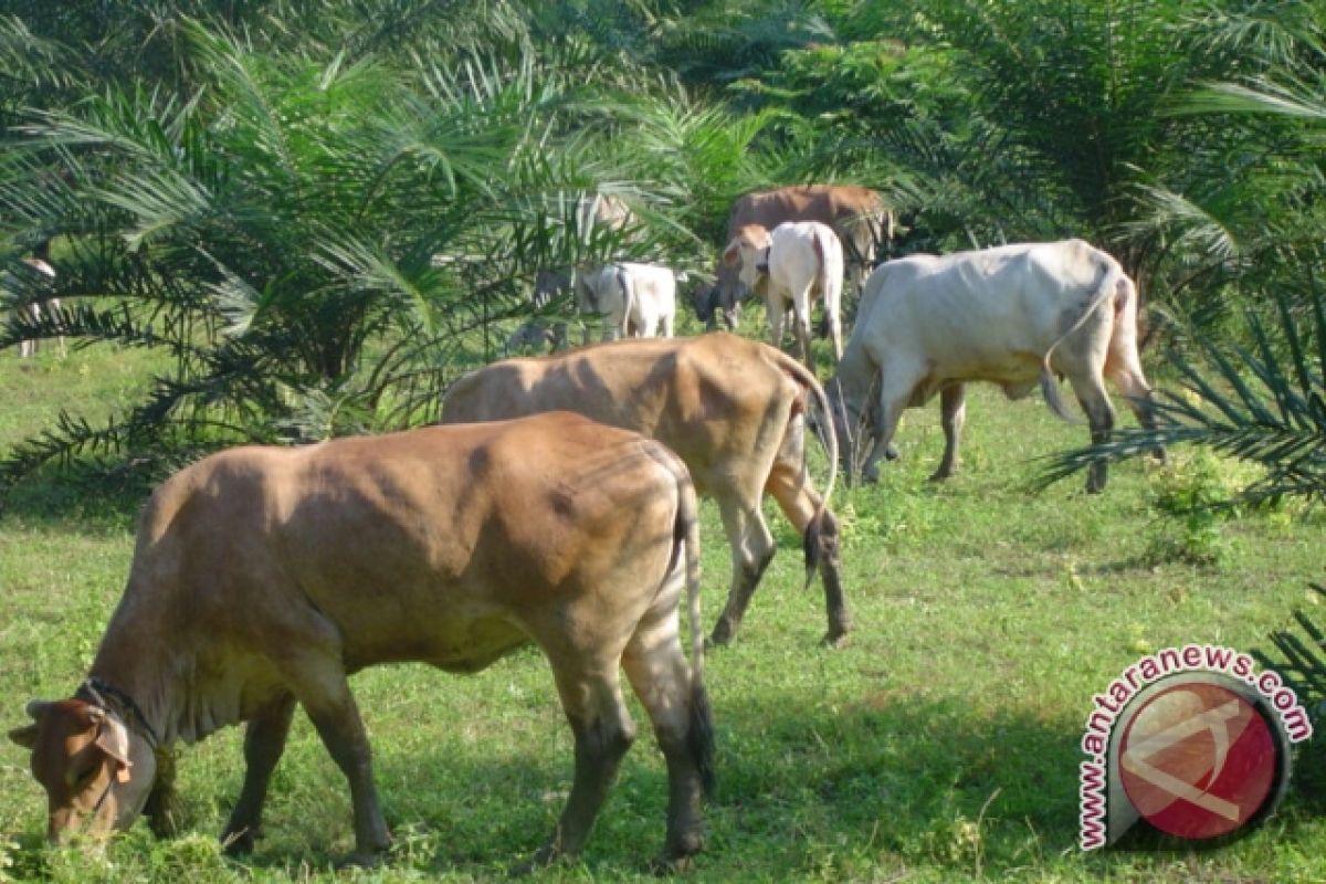 Legislator Apresiasi Integrasi Sawit-Sapi Semakin Optimal di Kobar