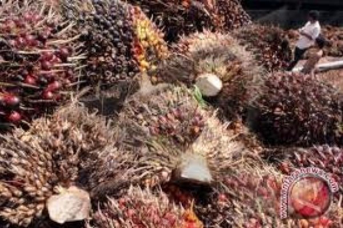 17,000 Hectares W Sumatra Palm Oil Need to be Rejuvenated in 2018