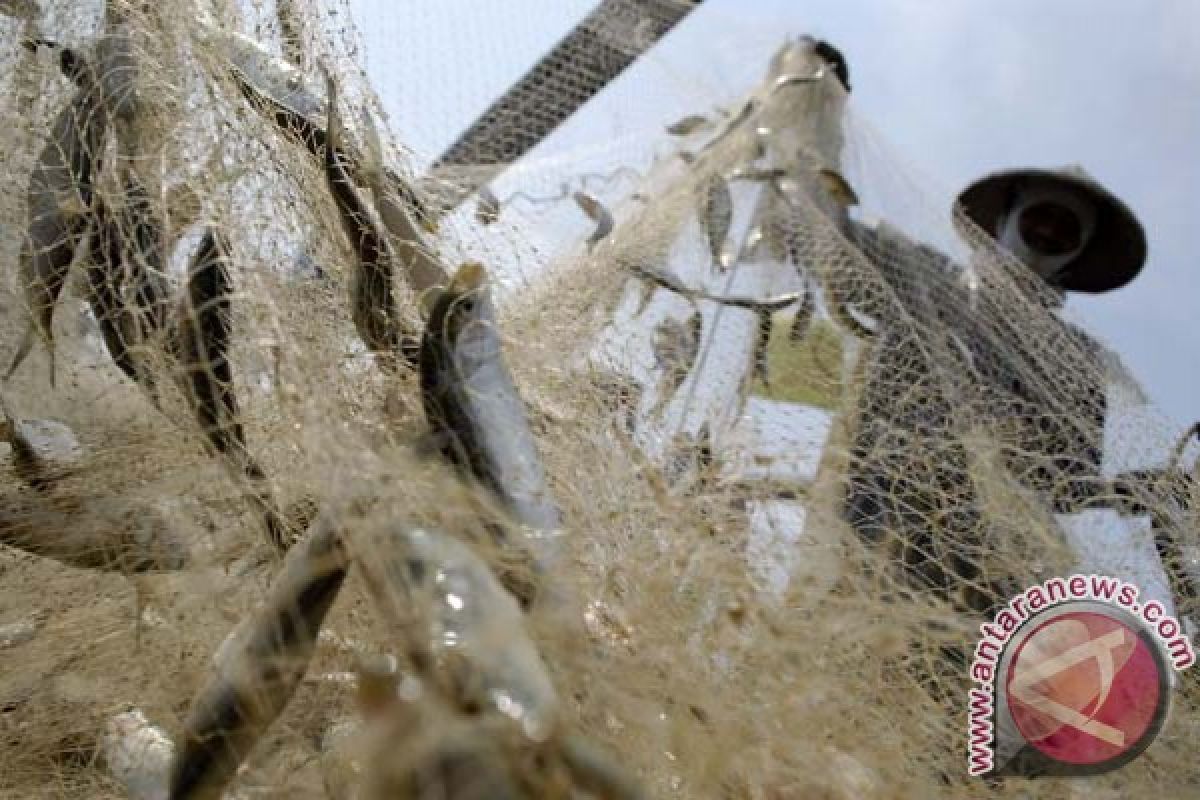 Perikanan Nusantara optimalkan perikanan di Malut