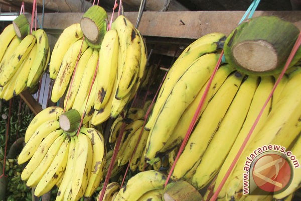 Permintaan pisang di Lebak meningkat selama Ramadhan