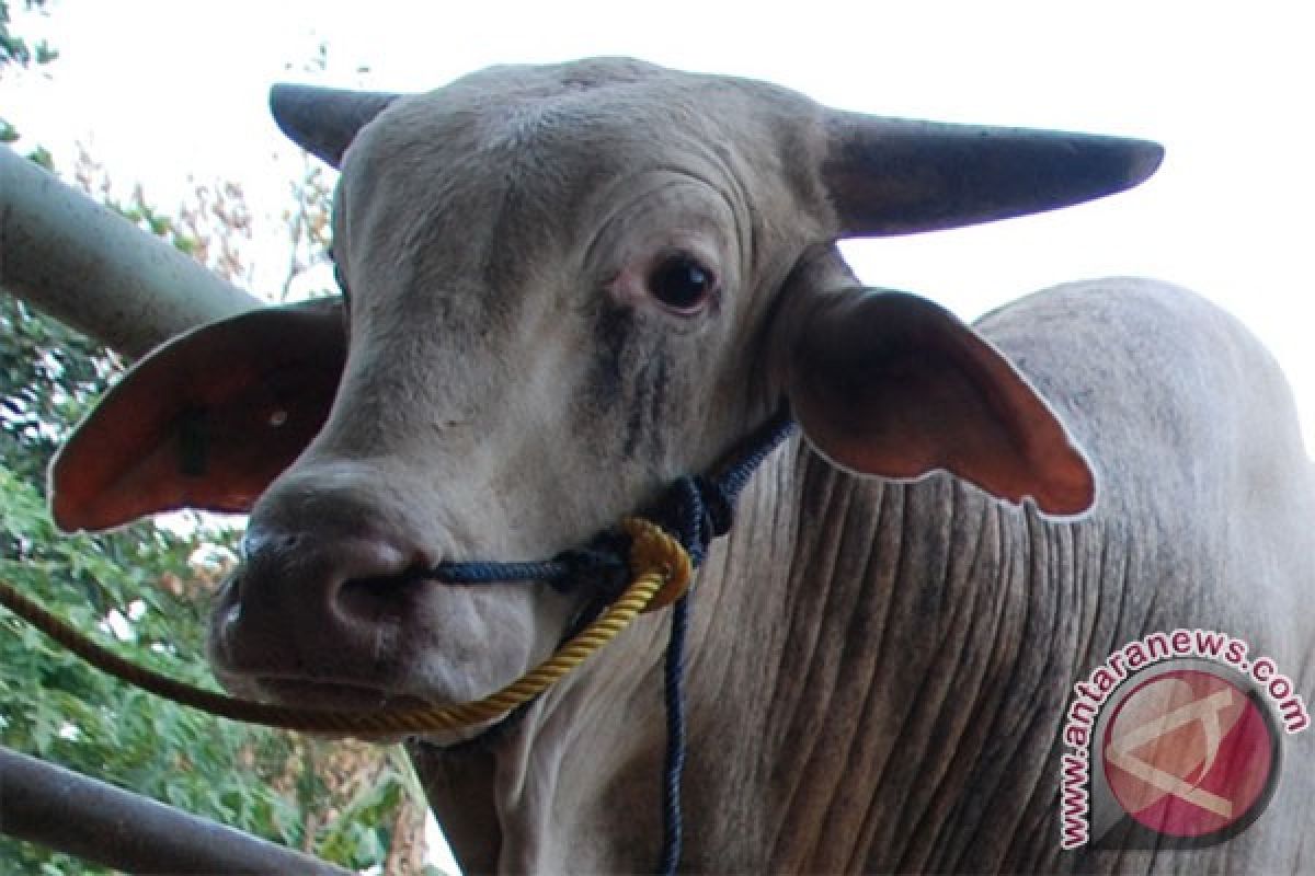 Sapi terserang brucellosis di Biak Numfor