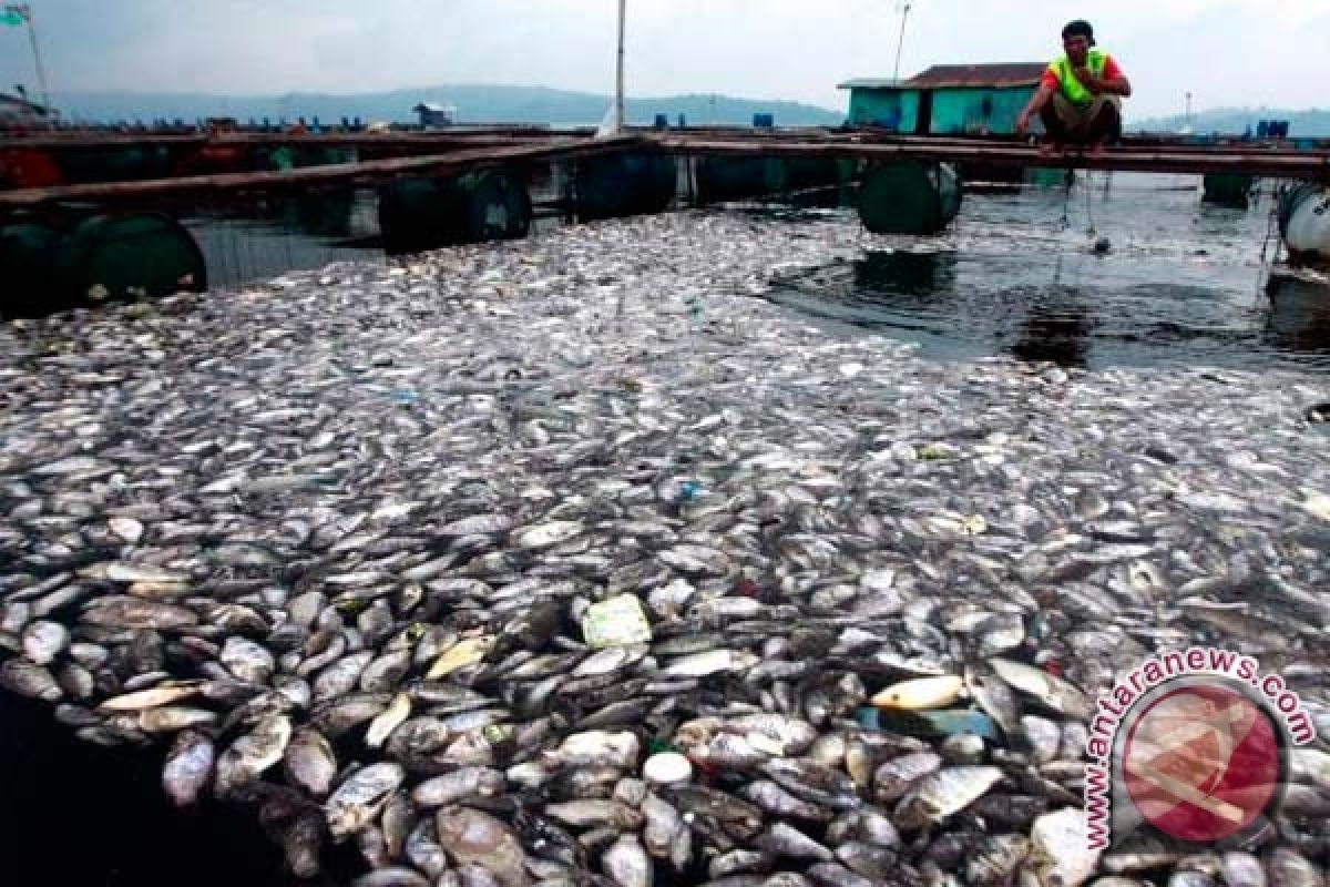 Ribuan Ikan di BBIL Pangkalpinang Mati