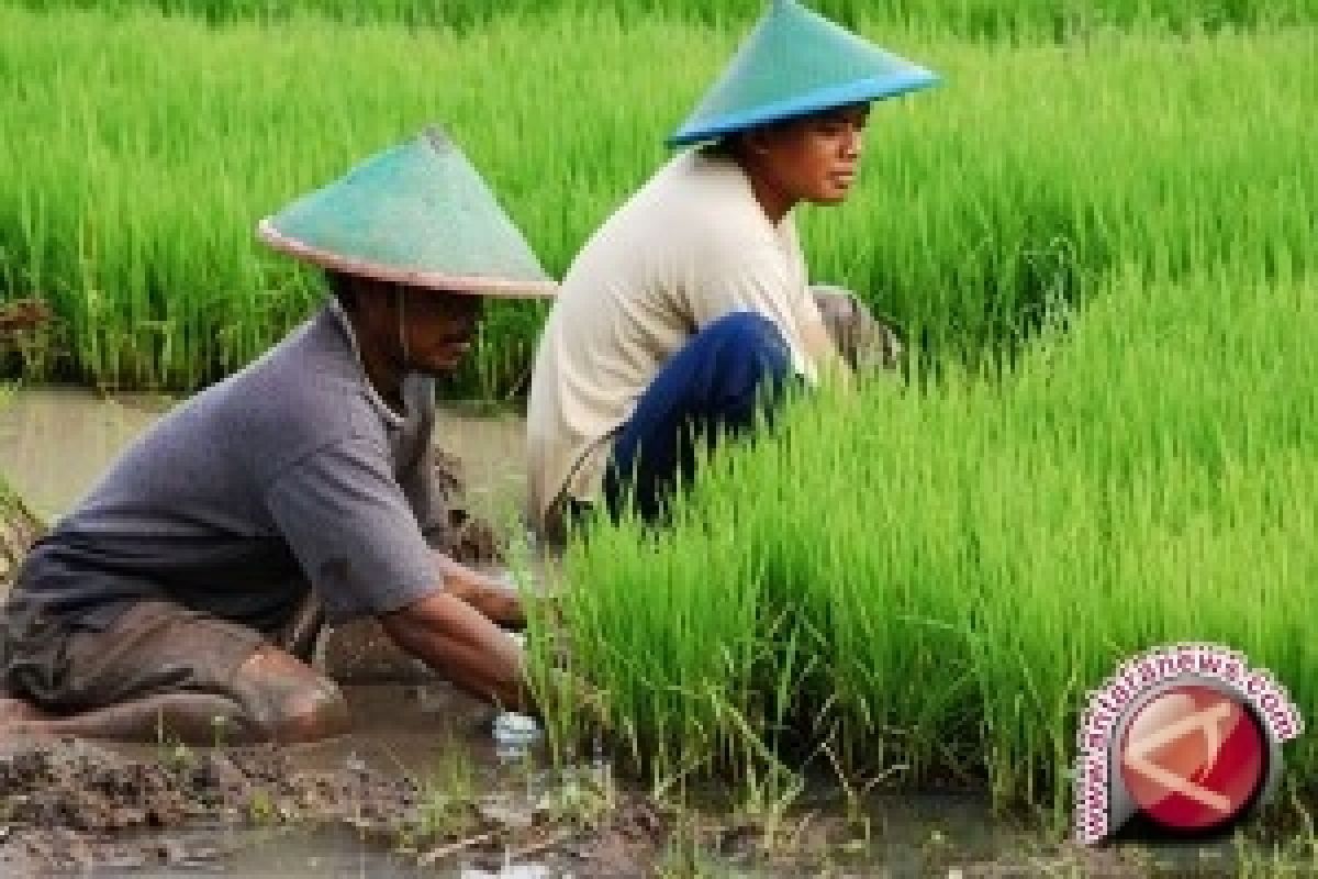 KTNA Lampung Berharap BICF Bermanfaat Bagi Petani