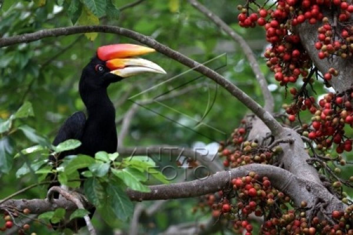 Jumlah jenis burung di Indonesia bertambah
