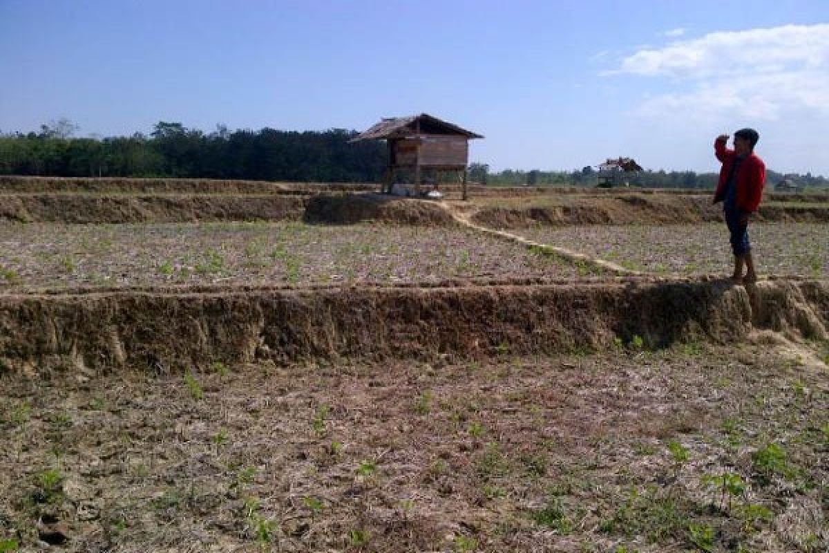 Petani sawah membutuhkan pompa air hadapi kemarau