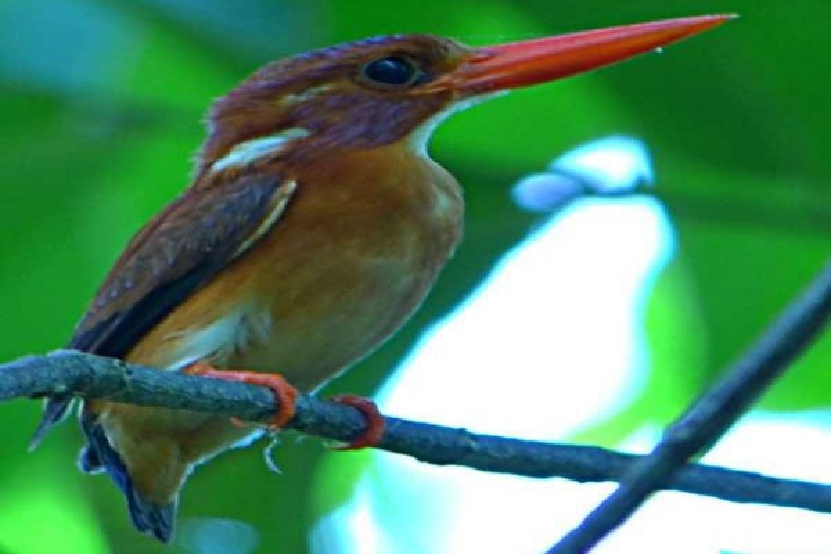 Burung Udang Merah terancam punah