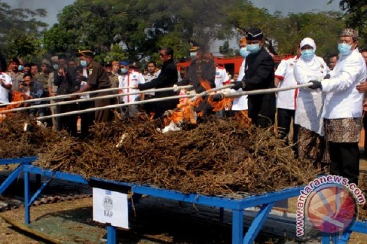 Polres Serang Musnahkan Ganja 77 Kg