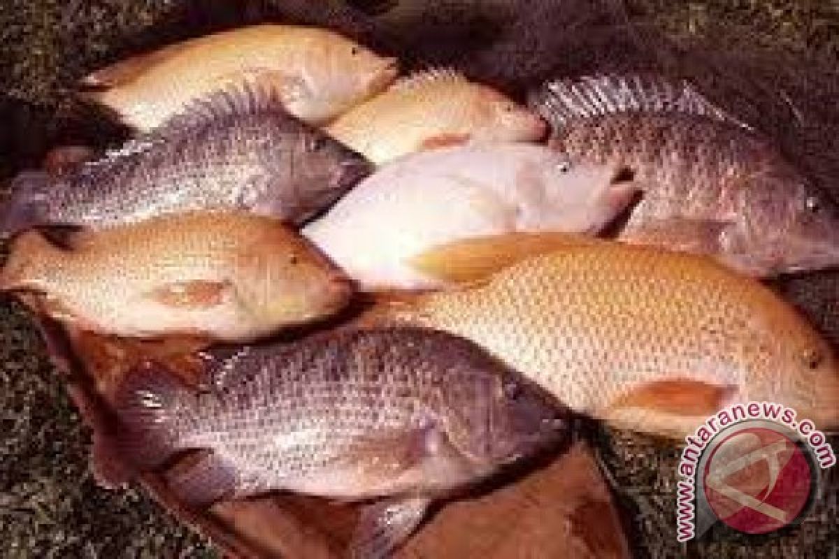 Pemkot Mataram: Produksi Ikan Berkurang akibat Kemarau