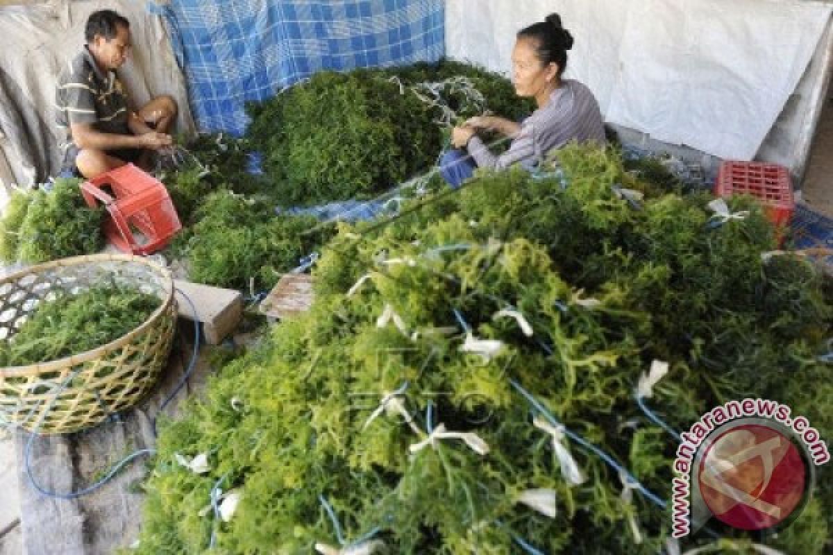 Karawang Akan Kembangkan Budidaya Rumput Laut