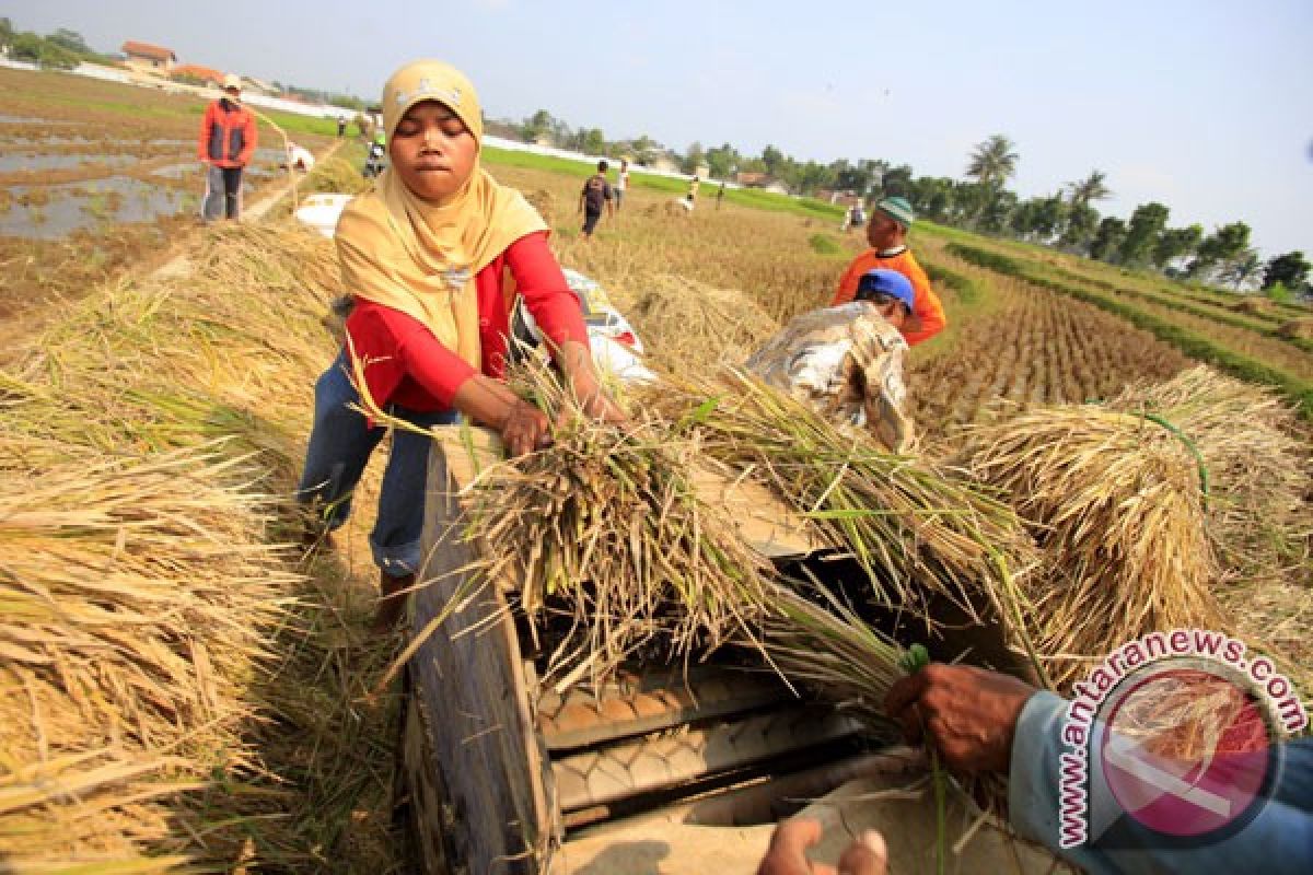 Hasil panen padi sejumlah daerah meningkat, kata Mentan