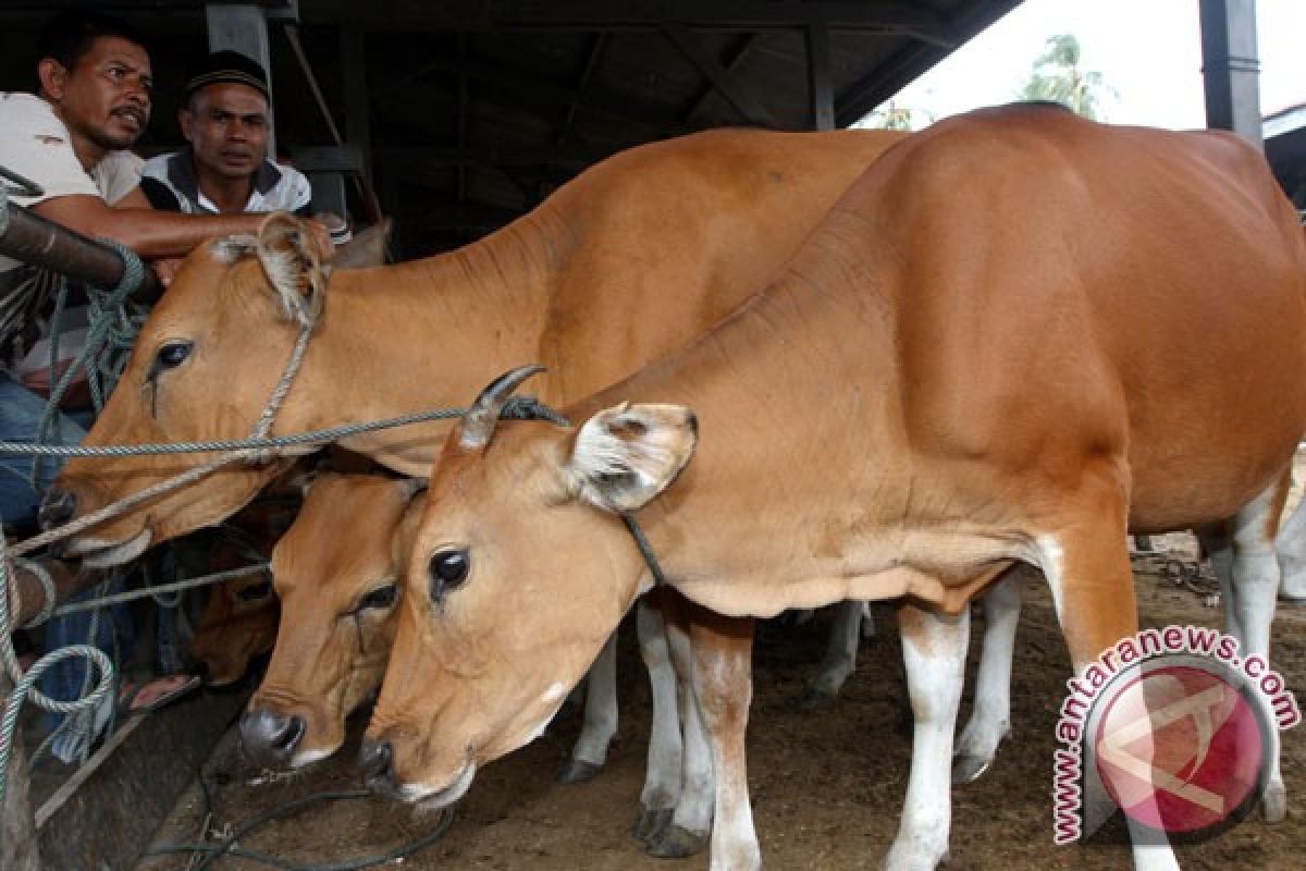 Beralih ke sapi merah, populasi justru turun