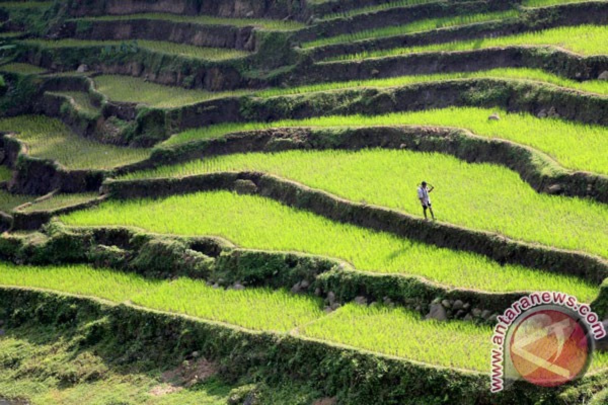 Kementan usulkan moratorium alih fungsi lahan sawah