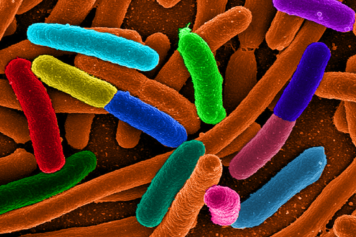 Ilmuwan gunakan E.coli untuk buat bahan bakar alternatif