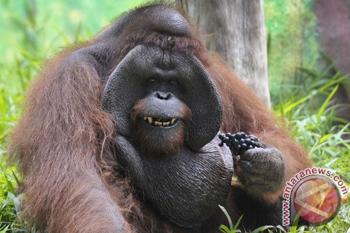 Kebun Binatang Ceko rayakan keberadaan orangutan