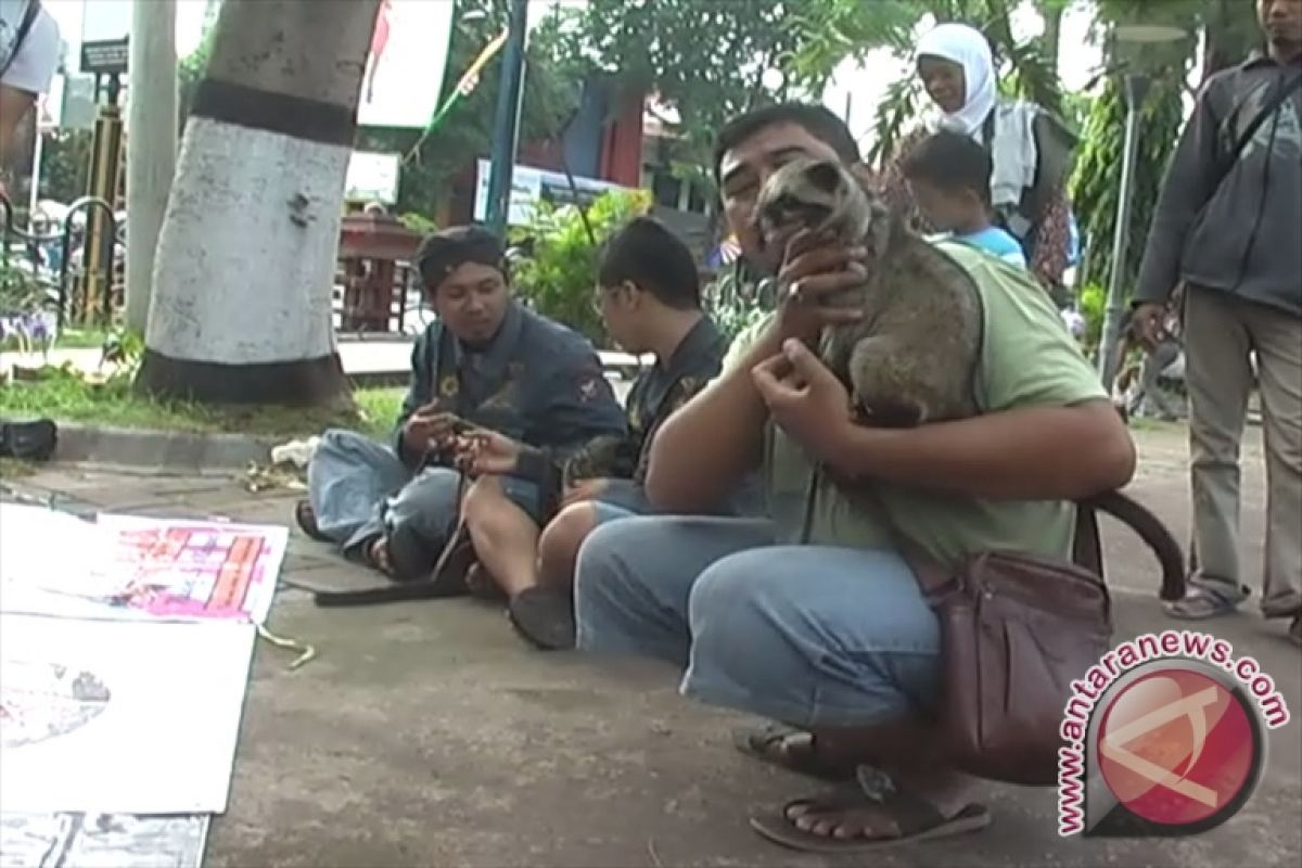 Mulobis Minta Pemerintah Daerah Lestarikan Musang