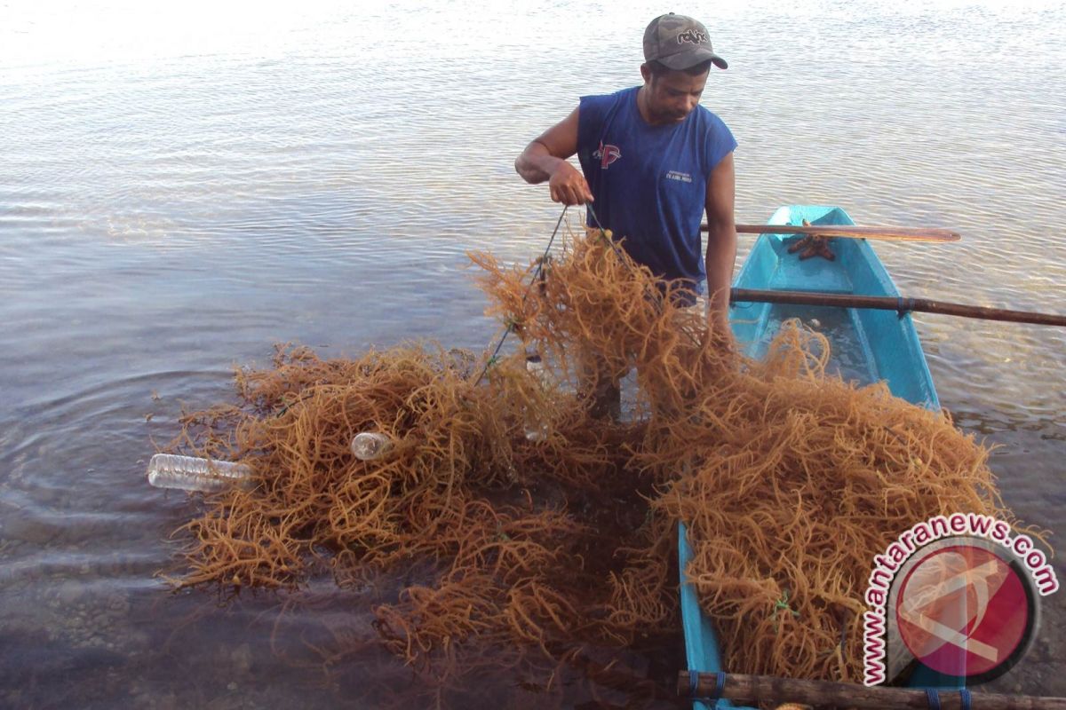 Rumput Laut Potensial Dikembangkan