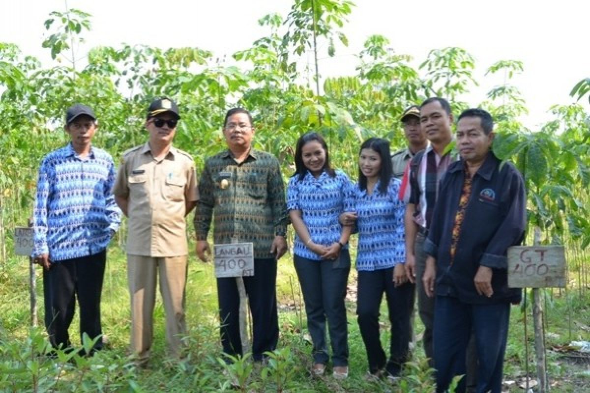 Pembibitan Karet Unggul 15 hektar akan Diabngun di Sungai Sambang