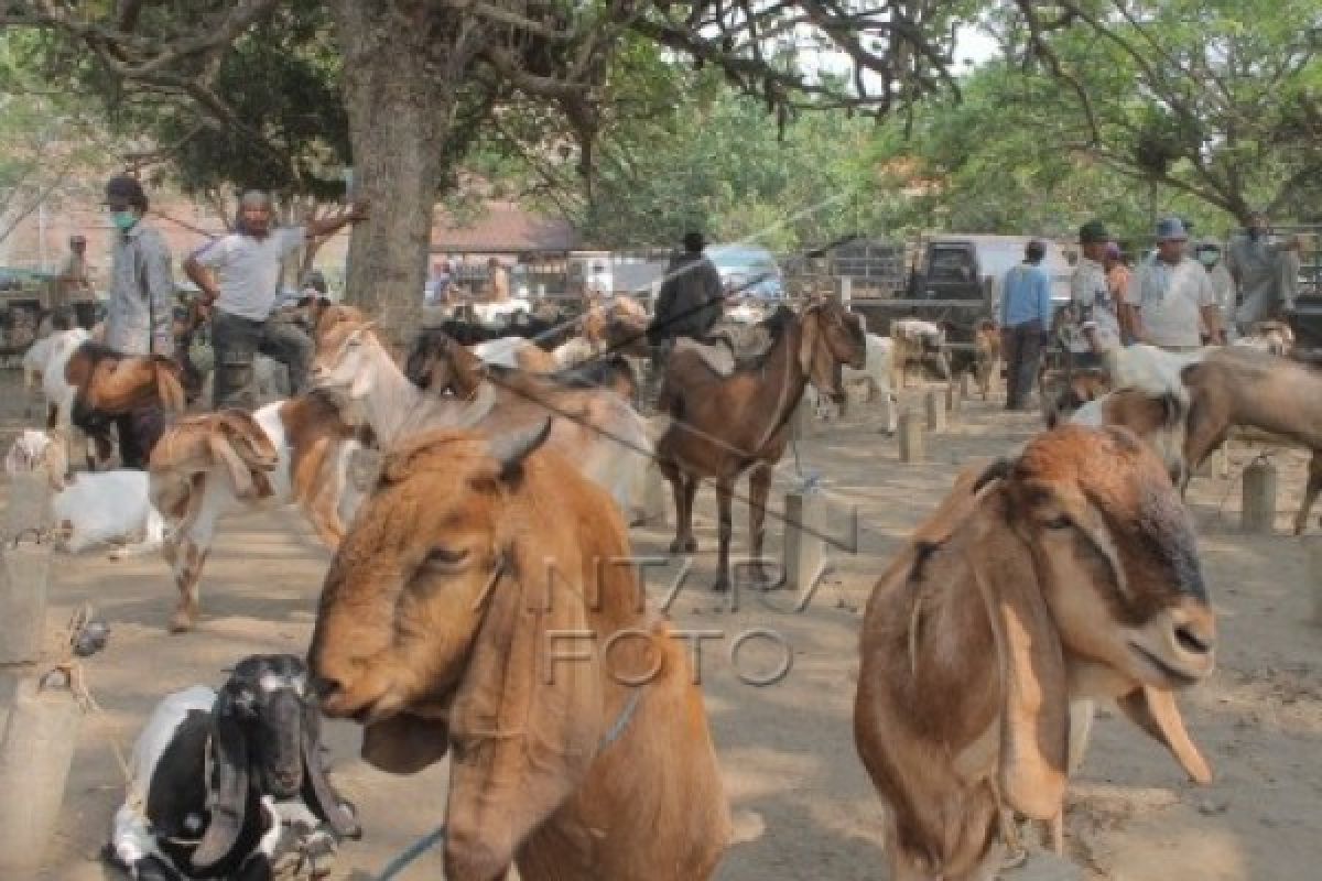 Di OKU warga minati peternakan kambing