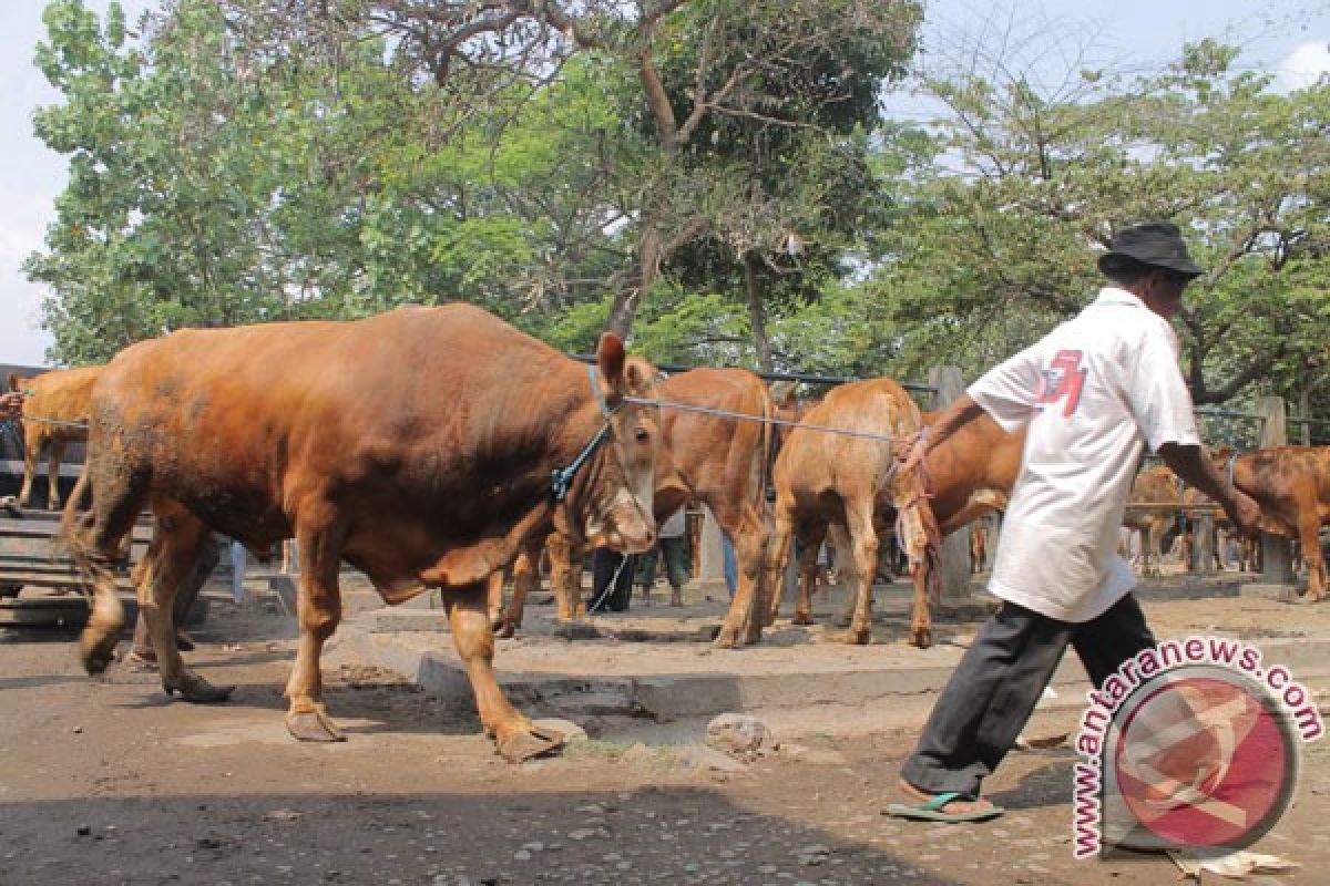 Sesungguhnya perlu 20 tahun wujudkan swasembada daging