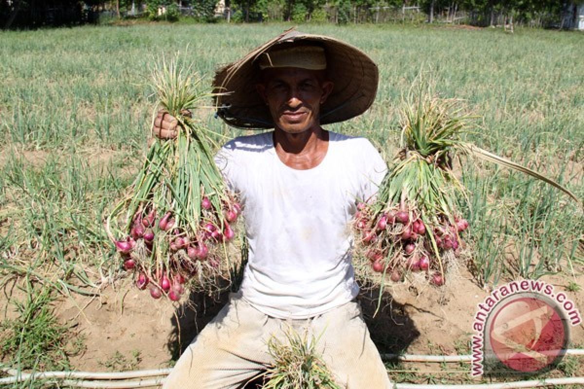 Kebutuhan Bawang Merah Penajam Capai 13.000 Ton Pertahun