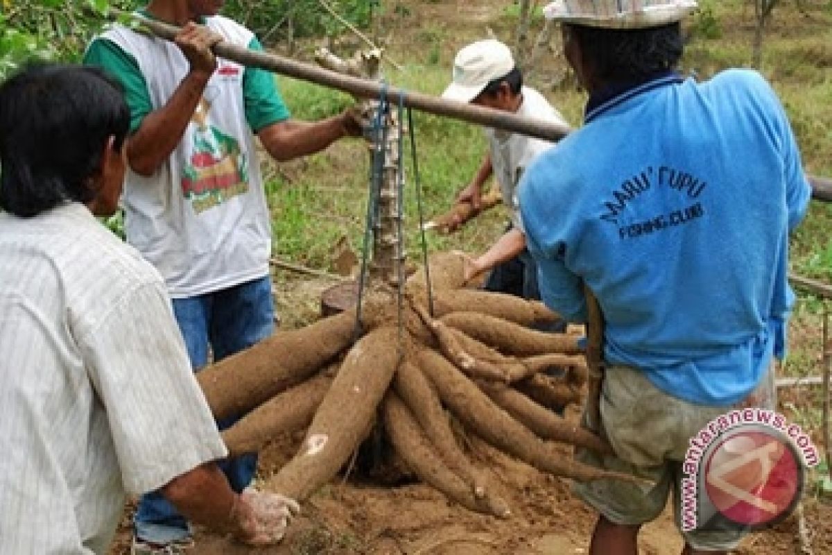 Hutan Produksi Bangka Akan Ditanami Singkong Casesa