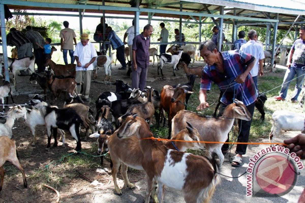 Hewan kurban mulai ramai dijajakan di Lhokseumawe