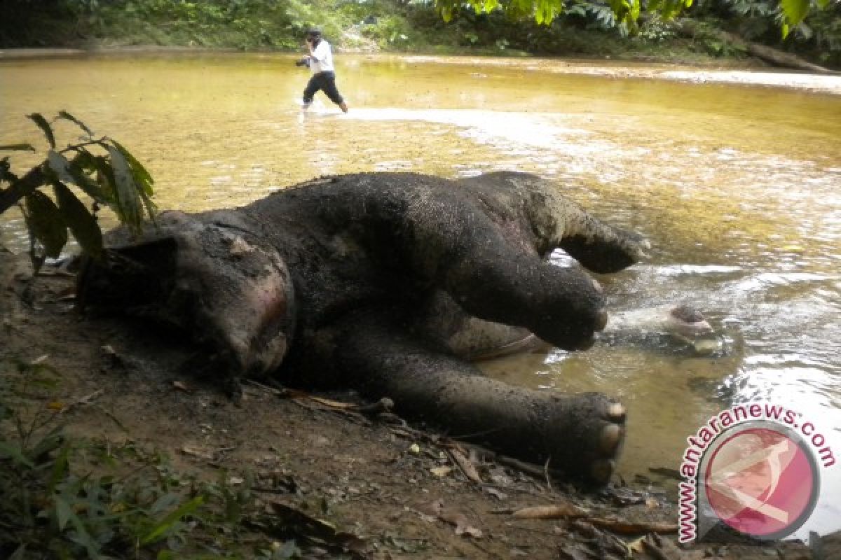 Gajah Mati Ditemukan di Aceh Barat