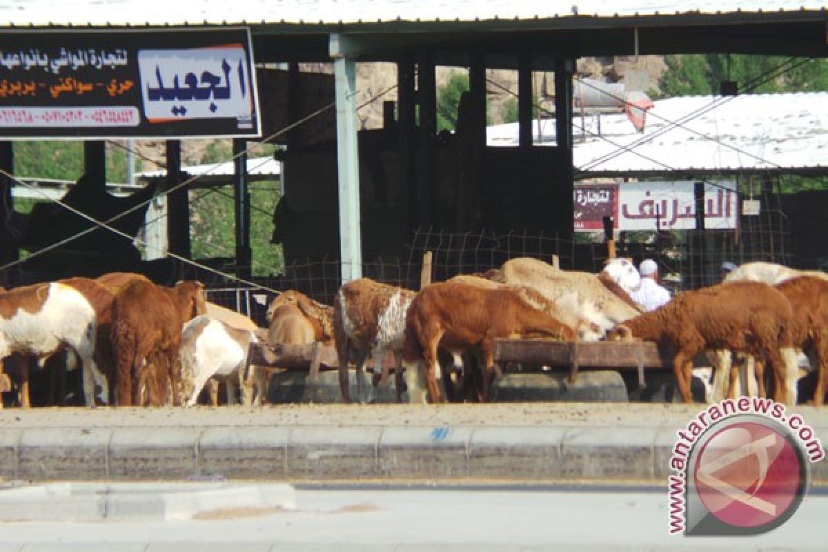 Kambing dan membayar "dam" jamaah haji