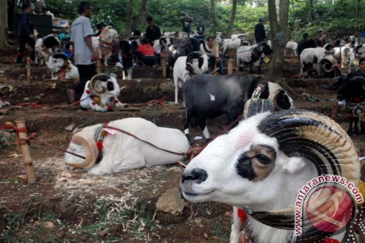 Ada kontes domba digelar di Bogor
