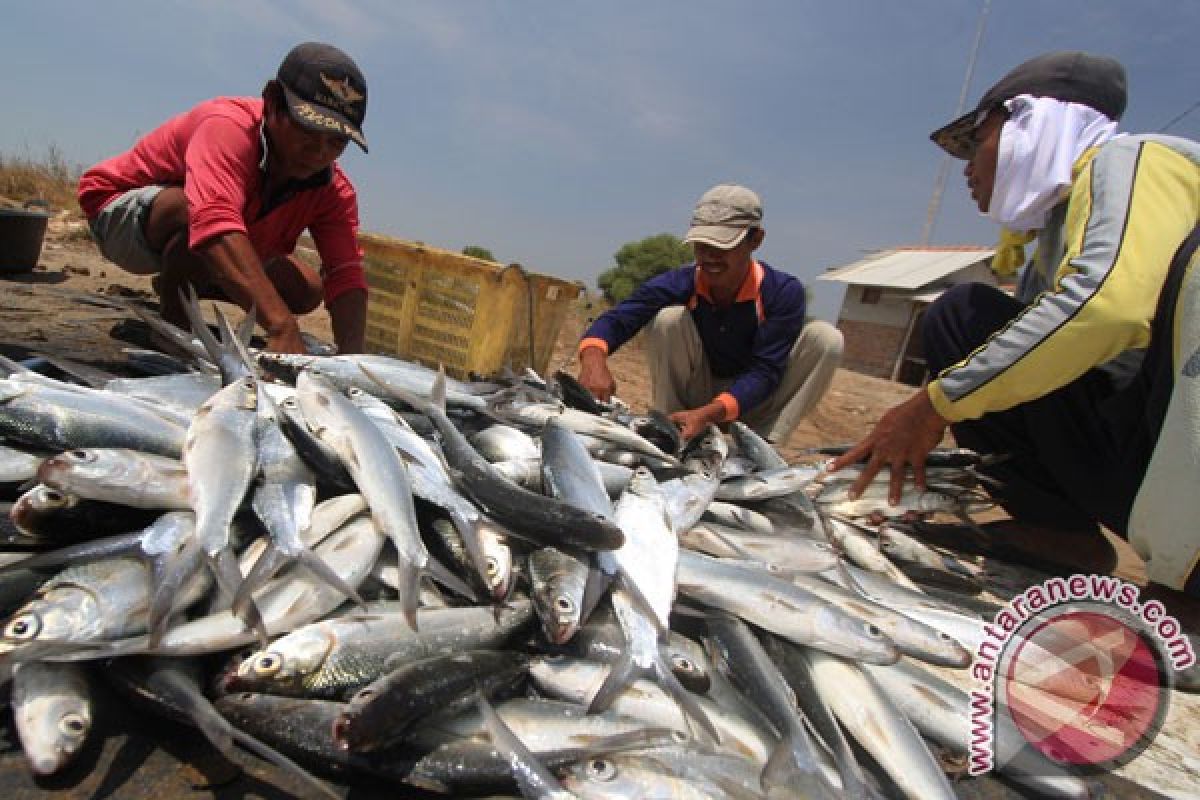 Dua porsi Ikan seminggu bantu cegah "budeg"