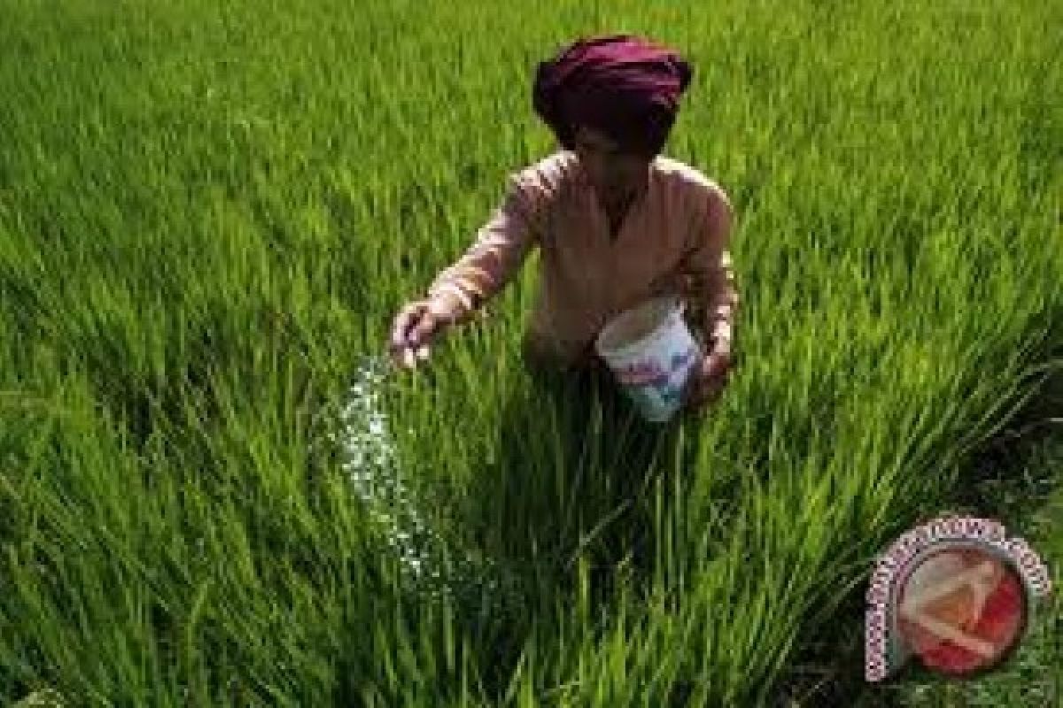 W Sumatra To Plant 8,620 Hectares of Gogo Rice