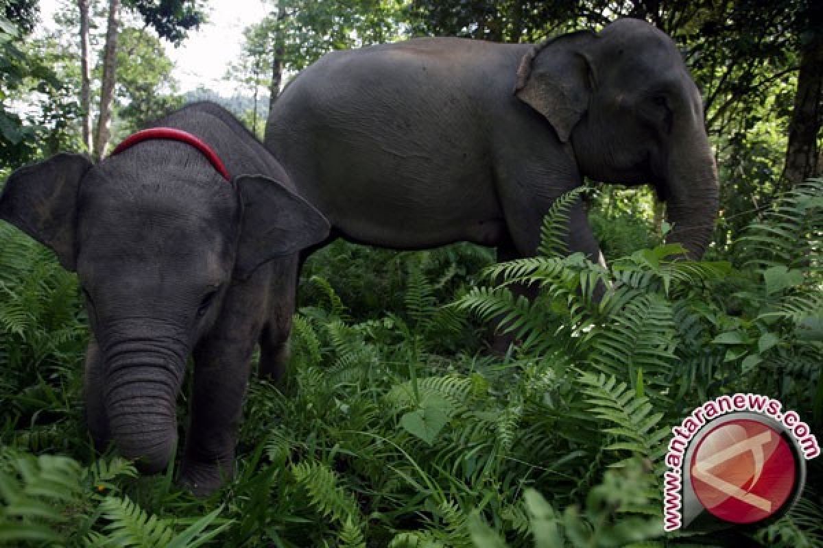 Gajah Masih Berkeliaran di Permukiman Warga Subulussalam