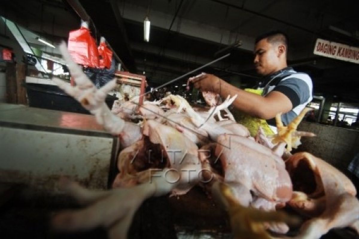 Pedagang Ayam Potong di Padang Ancam Mogok Jualan