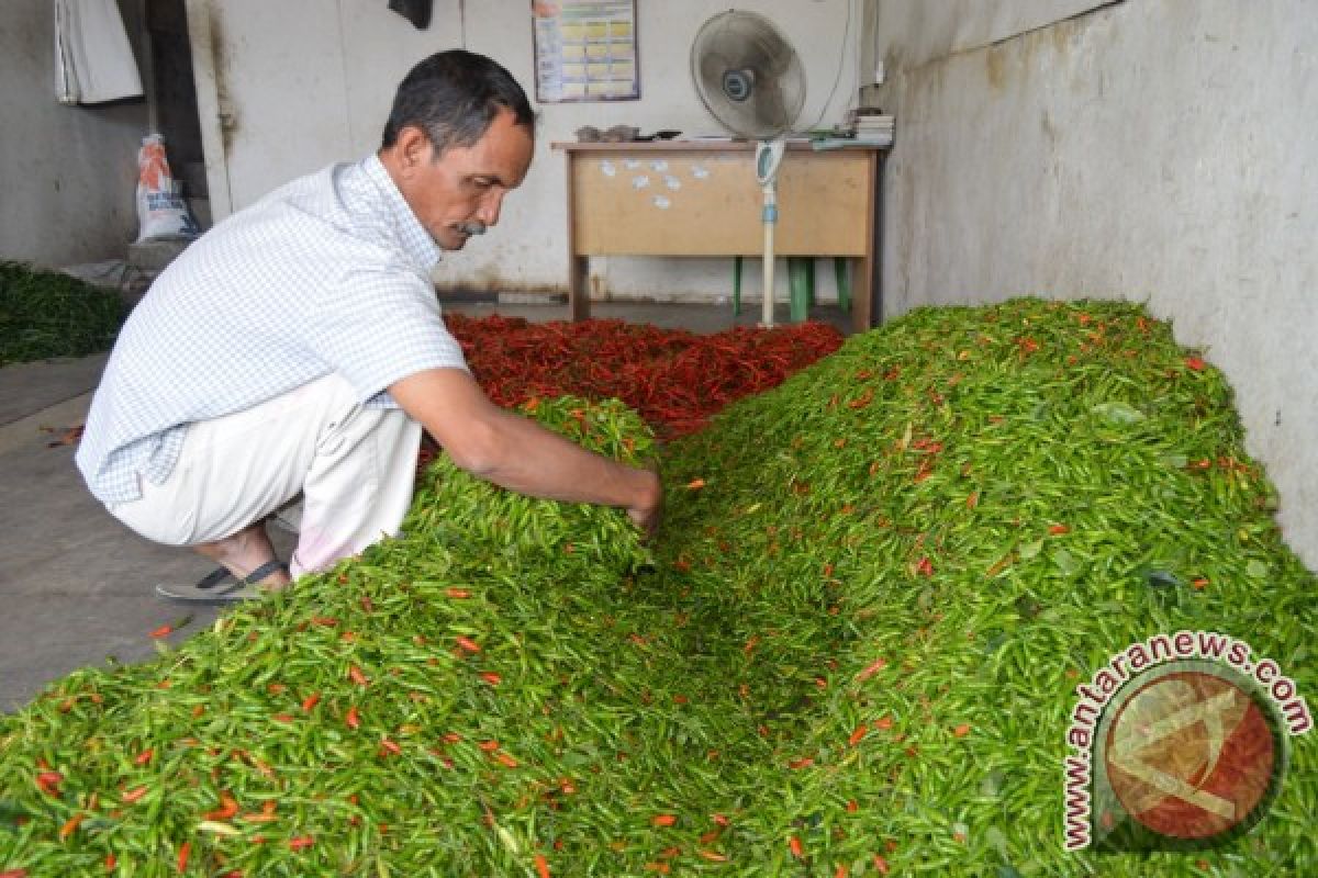 Harga cabai rawit di Aceh Barat turun Rp 20.000/Kg