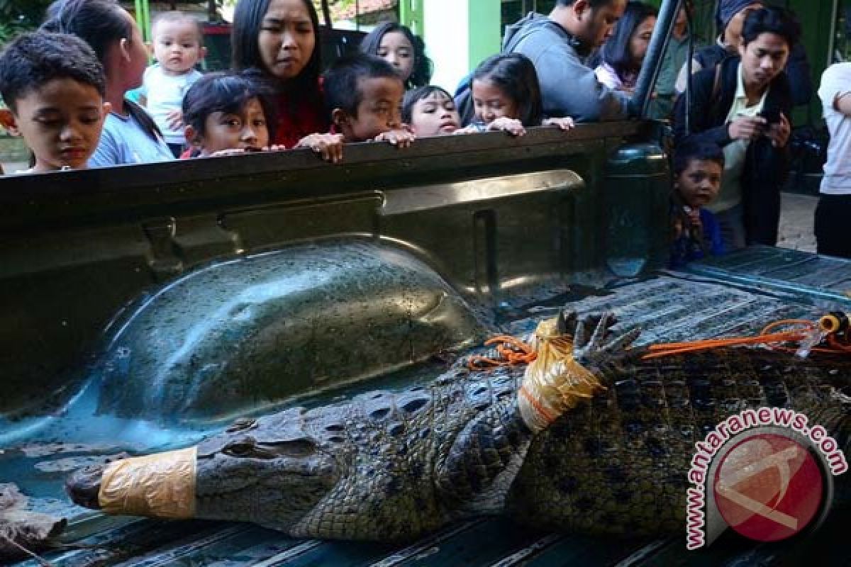 Warga Bangka Kota tangkap buaya 3,70 meter