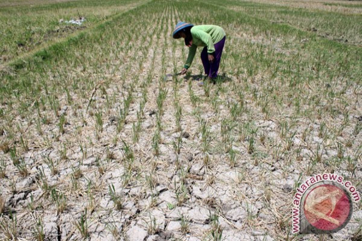 Petani Babelan beralih profesi akibat kemarau