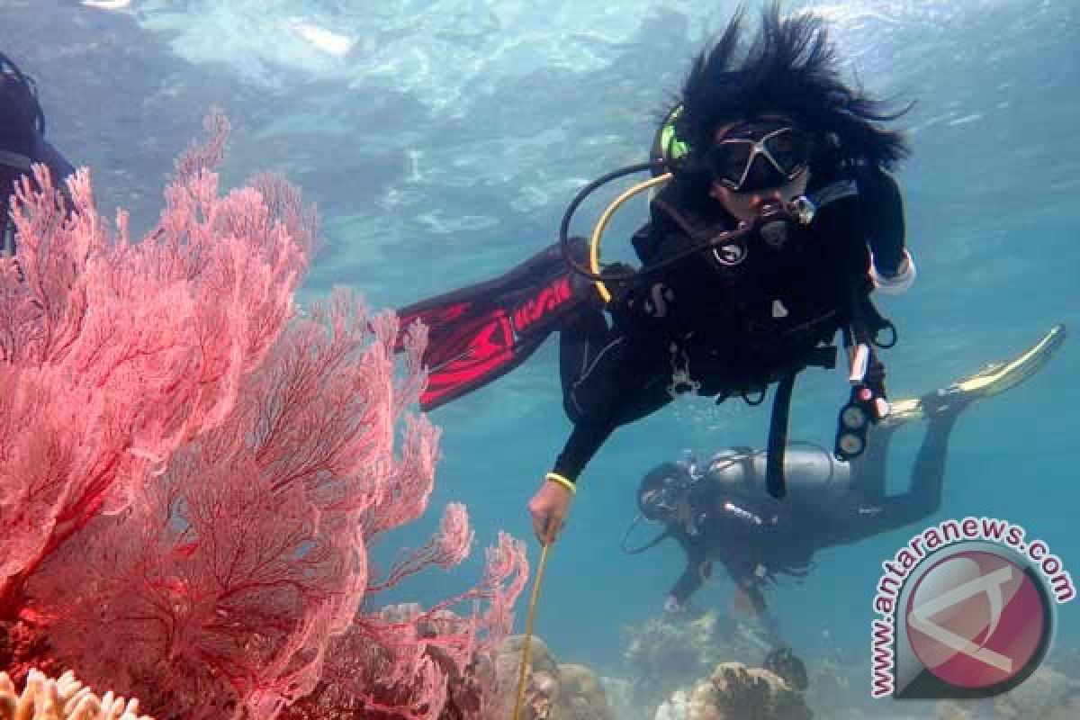 Terumbu karang di Teluk Ambon mulai punah