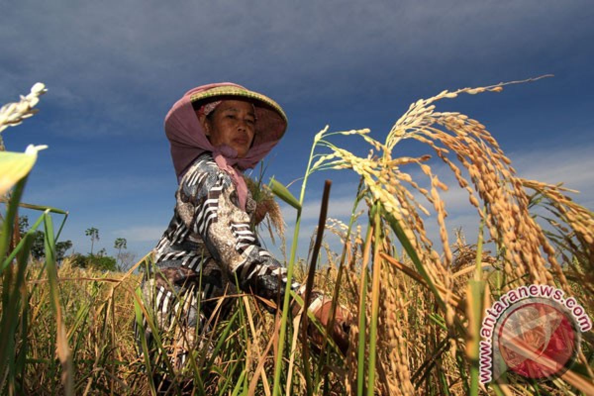 Padang berhasil tingkatkan produksi padi 10,01 persen