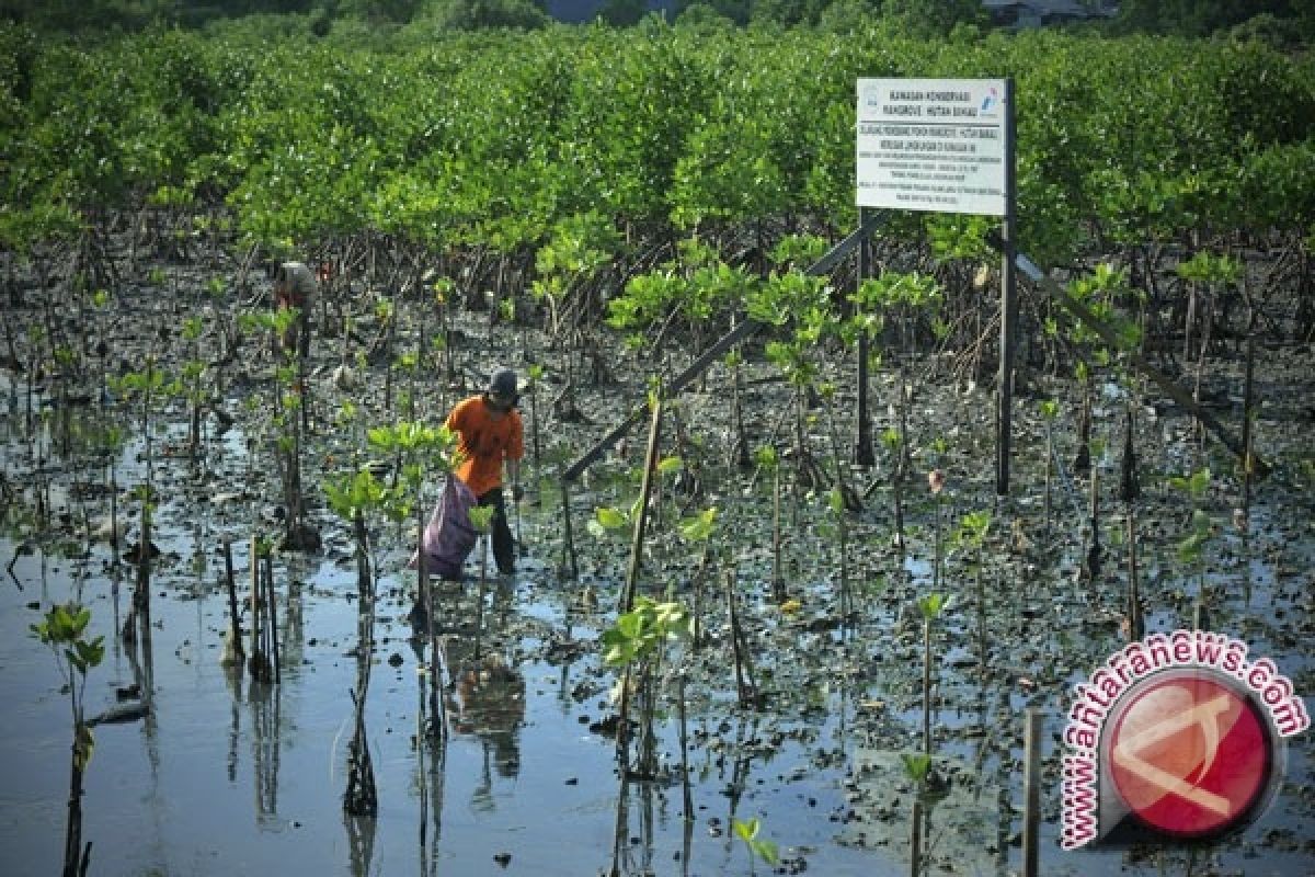 Polres Pohuwato Tangani Empat Kasus Perusakan Mangrove