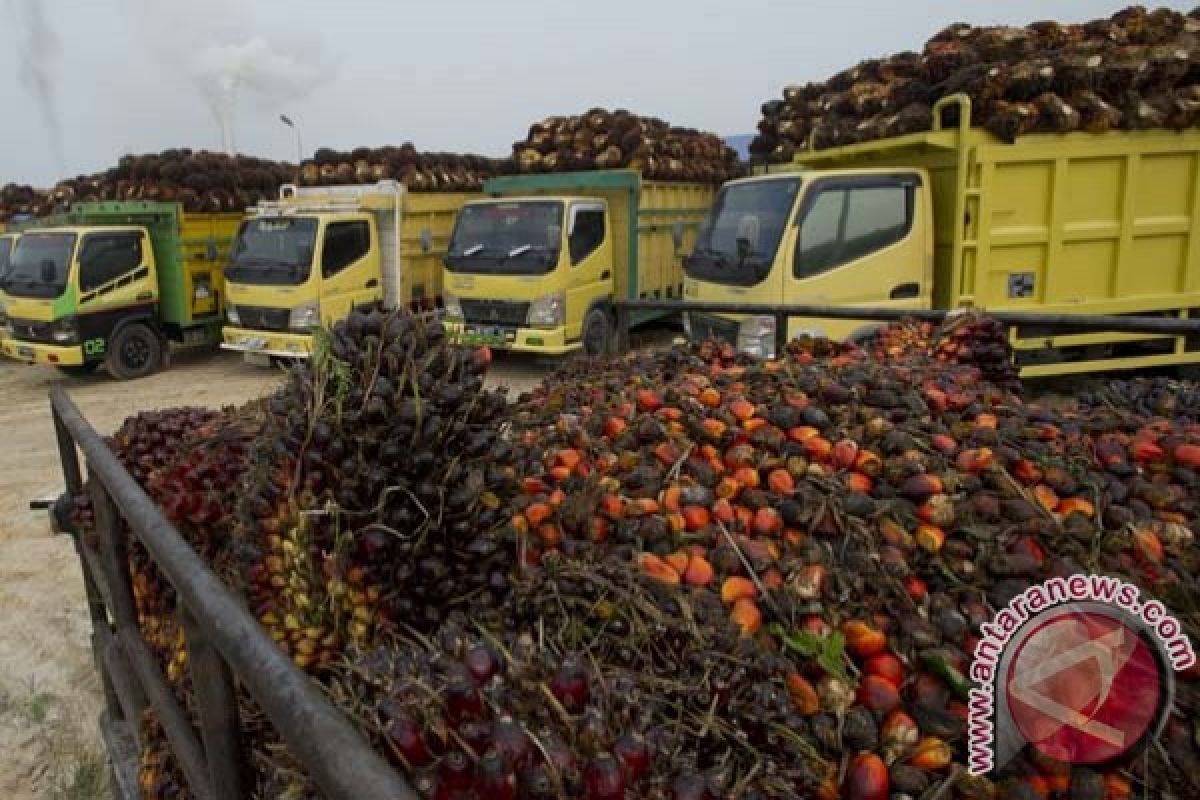 Industri biomassa dorong kemandirian ekonomi