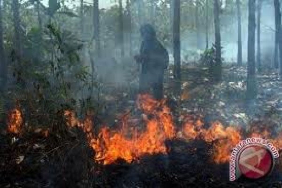 Empat pelaku ditetapkan bersatus tersangka pembakaran lahan oleh Polda Riau
