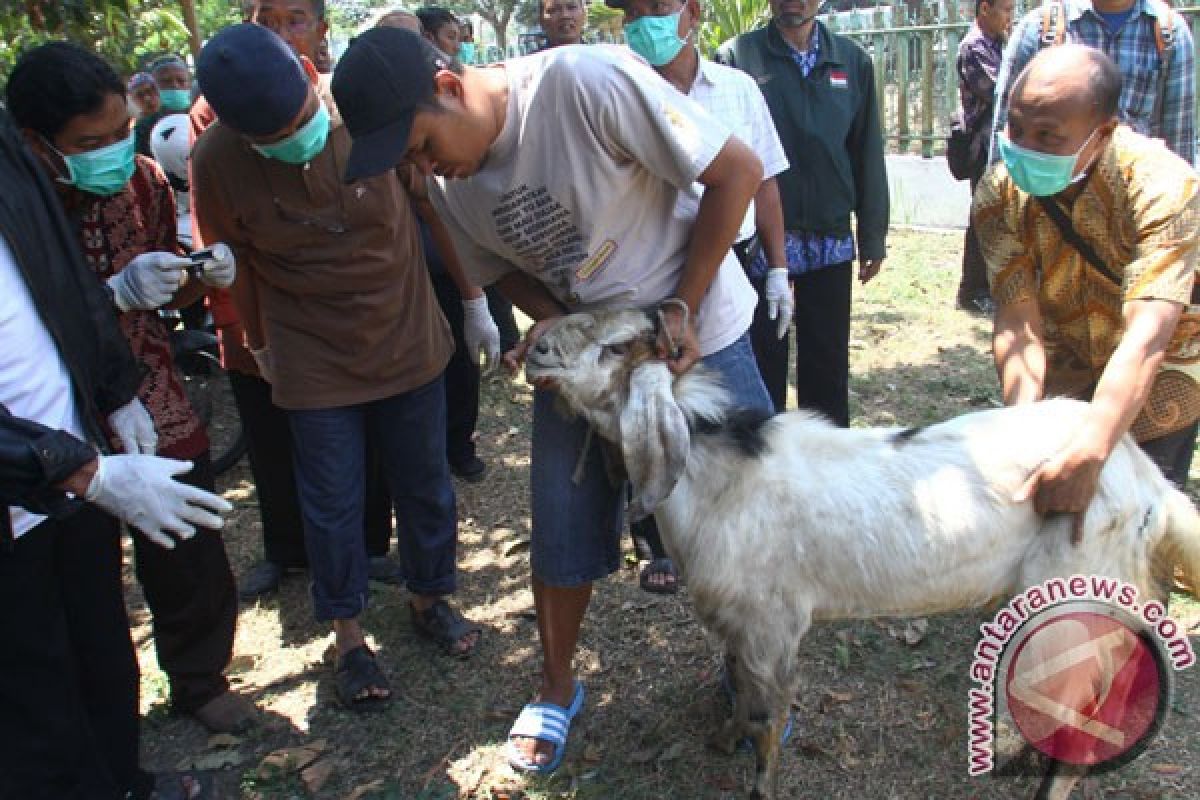 50 takmir masjid dilatih sembelih hewan kurban